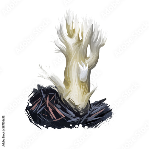 Clavulina cristata white crested coral fungus, light-colored edible mushroom of America and Europe. Digital art illustration, natural food, package label. Autumn harvest fungi on grass, closeup. photo