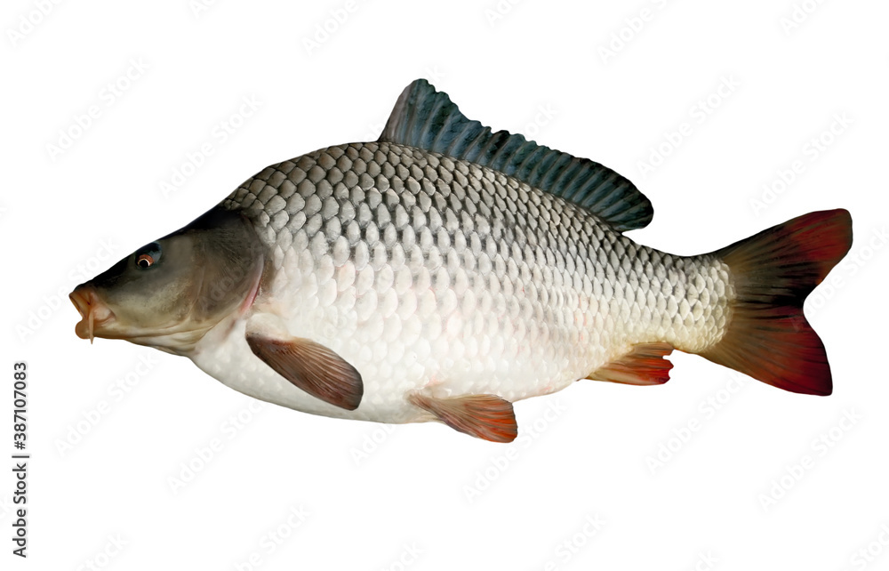 Fototapeta premium Isolated River fish big Common Carp Cyprinus Carpio close-up