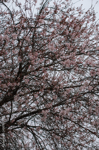 Wallpaper Mural Foto de un árbol con flores rosas Torontodigital.ca