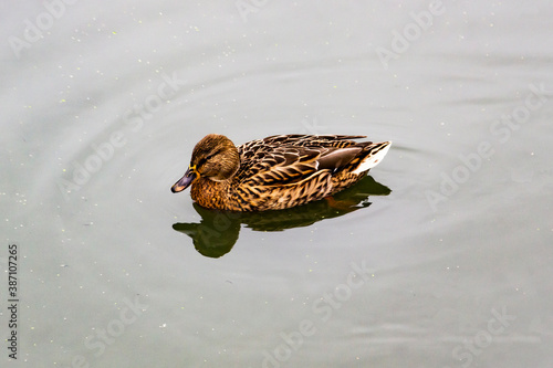 The Mallard duck or Anas platyrhynchos swim at the pond. Beautiful female duck in the water