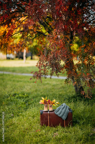 Obraz na płótnie Old brown boots with leaves inside. Boots and brown vintage suitcase in autumn forest. Shoes with foliage, knitted throw and leather suitcase. Autumn coziness, yellow and red foliage. w salonie