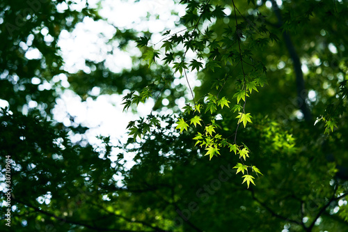 Maple leaves with blue sky and mountain behind in forest in Seto Inland Sea  Japan.