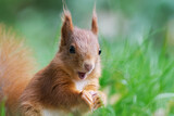 a squirrel is amazed and joyful