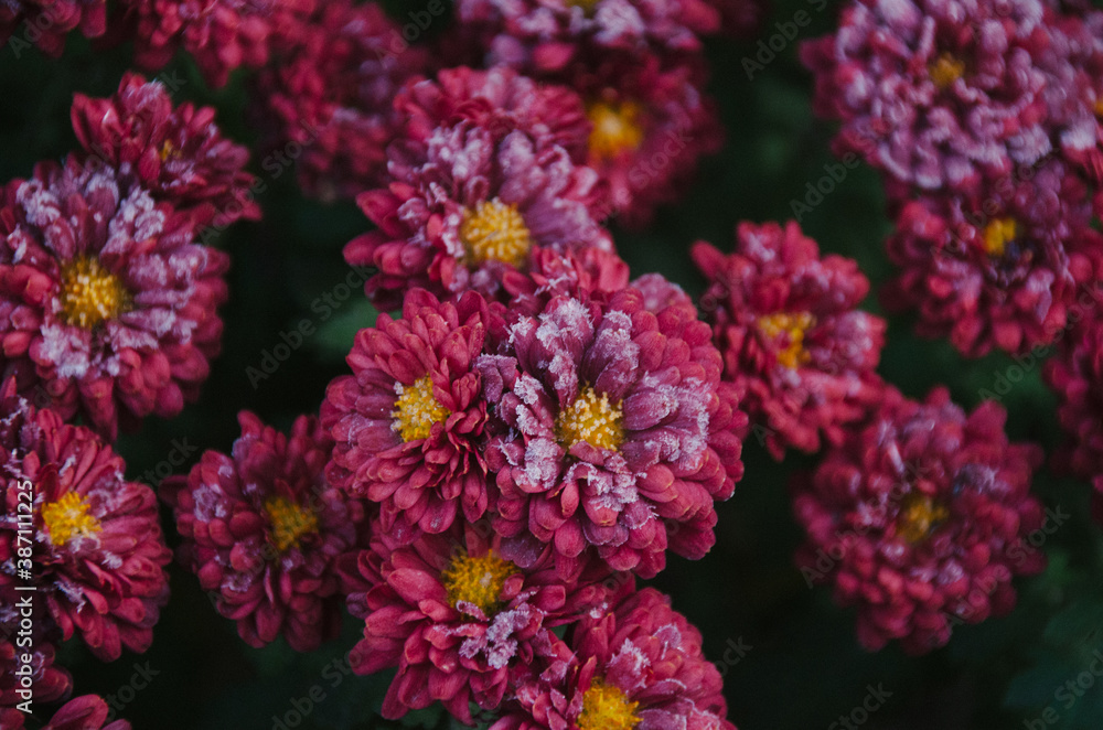 White hoarfrost on bright pink chrysanthemum flowers in autumn morning White hoarfrost on bright pink chrysanthemum flowers in autumn morning