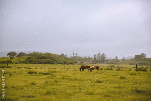 Fototapeta Naklejka Na Ścianę i Meble -  Rainy day, horses in the ranch, North Shore, Oahu, Hawaii