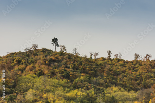 hills shrubs and trees with light blue sky