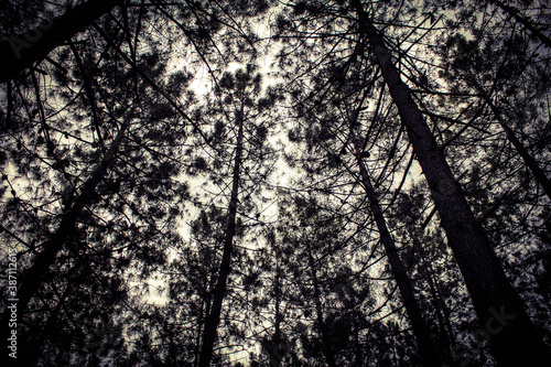 sun and tree