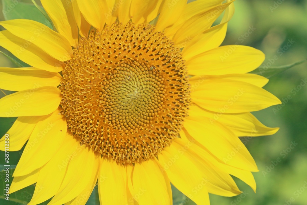 Primer plano de una flor de girasol. Un bonito girasol en todo su esplendor fotografiado a orillas del río Danubio, Rumanía. Primer plano de una flor de girasol. Un bonito girasol en todo su esplendor fotografiado a orillas del río Danubio, Rumanía.