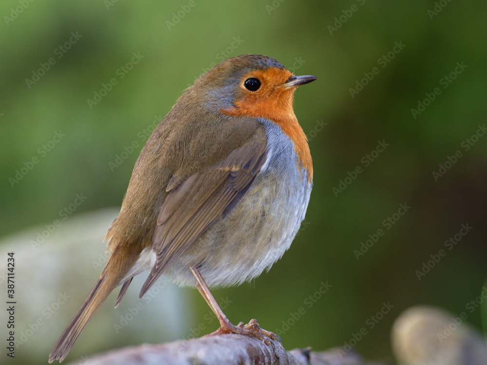Fototapeta premium European robin (Erithacus rubecula) stands on stick. Czech Republic. Europe.