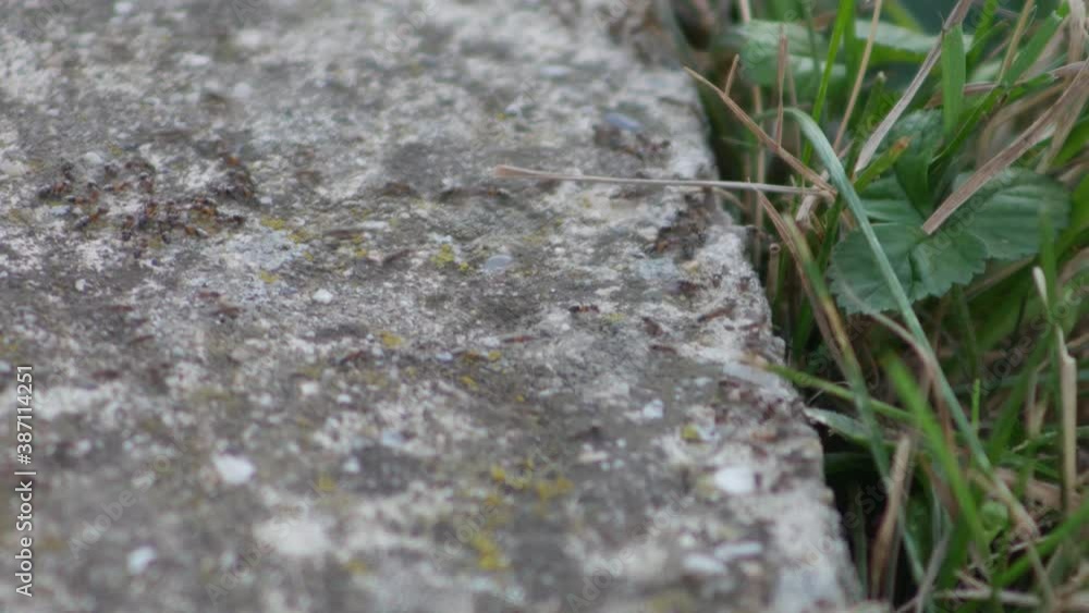 Ants trail on the road next to the grass. Ants trail on the road next to the grass.