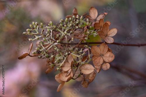 wilted flowers on branch of a tree
