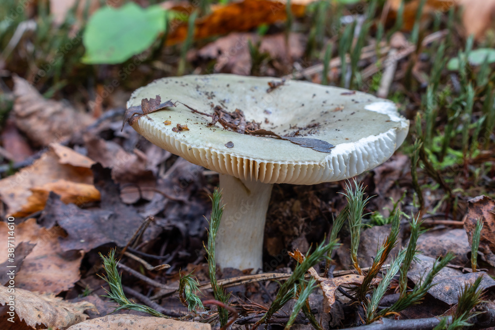 edible green russula mushroom in the summer forest edible green russula mushroom in the summer forest