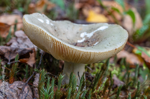 edible green russula mushroom in the summer forest