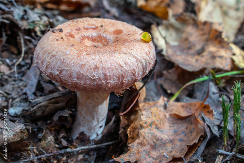 coral milky cap mushroom in the forest