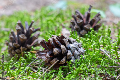 a bunch of pine cones on the forest moss