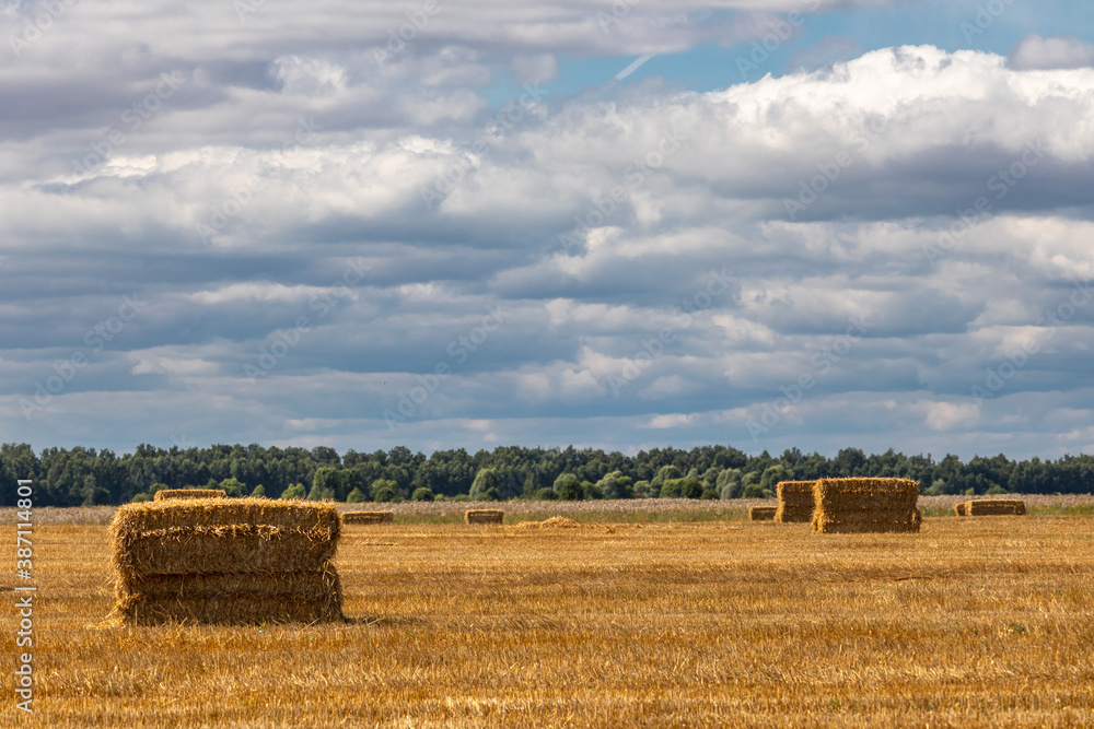 hay bales in the field under blue cloudy sky