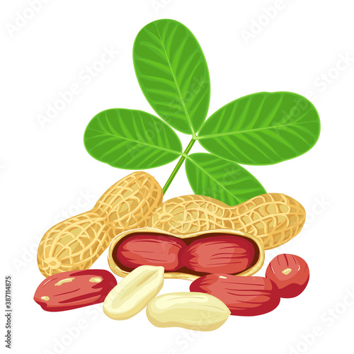 Peanut nut seed whole and shelled, green leaves groundnut collection. Organic food ingredient, traditional snack.