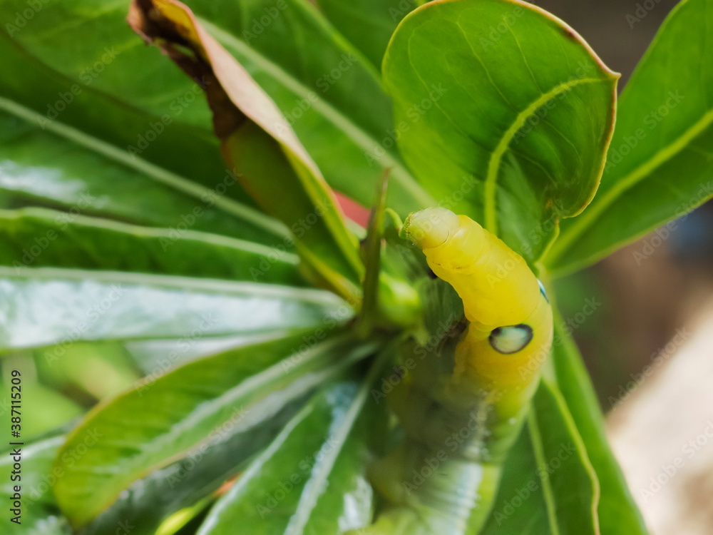 Top view a green Larvae of Oleander Hawk-Moth (Daphnis nerii) eating green leaf of desert rose with green nature blurred background. Top view a green Larvae of Oleander Hawk-Moth (Daphnis nerii) eating green leaf of desert rose with green nature blurred background.