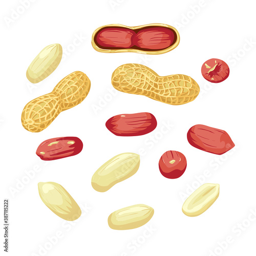 Peanut nut seed whole and shelled, groundnut collection. Organic food ingredient, traditional snack.