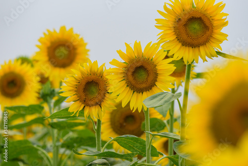 Sunflower blossom in full bloom