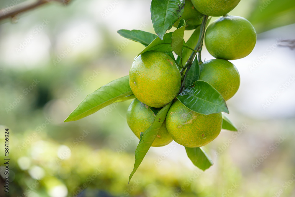 satsuma orange fruit that began to ripe, on the branch satsuma orange fruit that began to ripe, on the branch