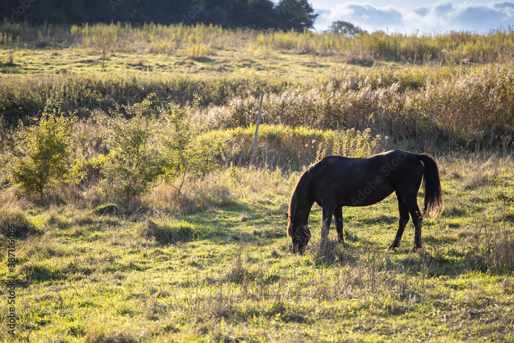 black horse stands on a wild field and eating grass at sunset black horse stands on a wild field and eating grass at sunset