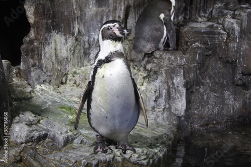 penguin on the beach