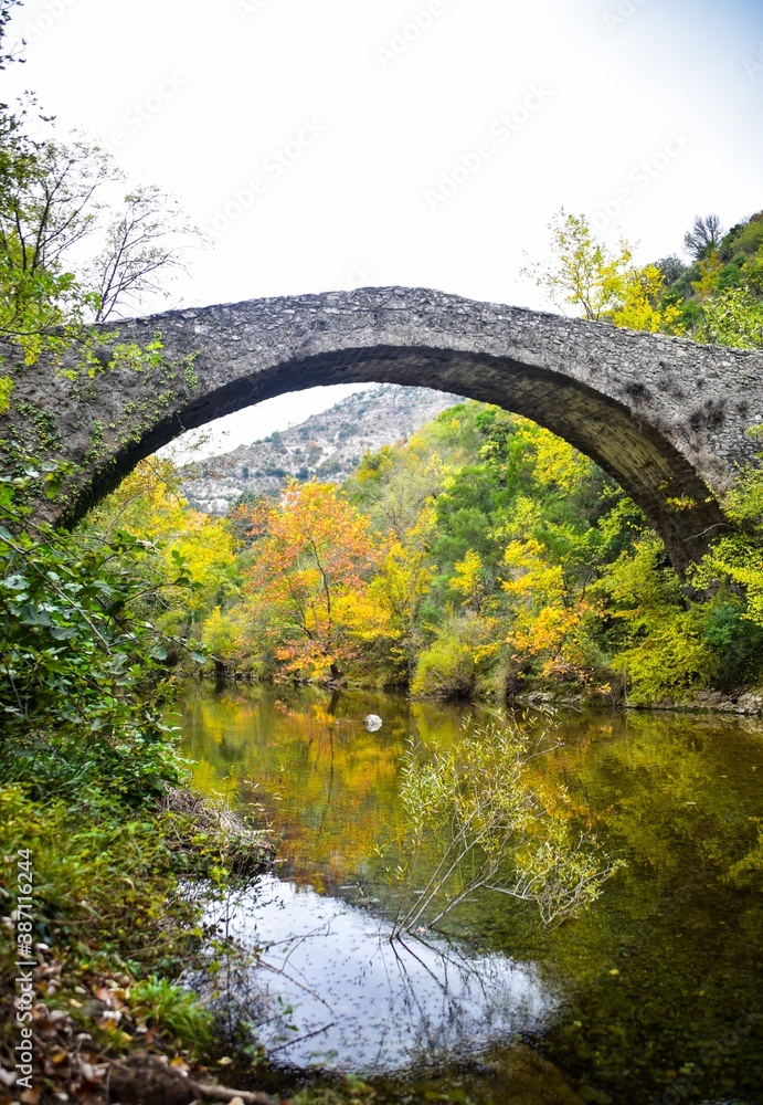 Fototapeta premium bridge in the forest