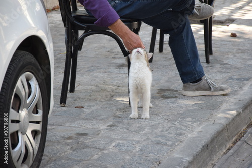 Wallpaper Mural Man and cat Torontodigital.ca