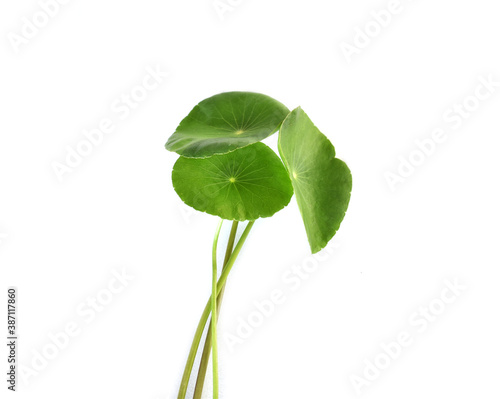 plant isolated on white