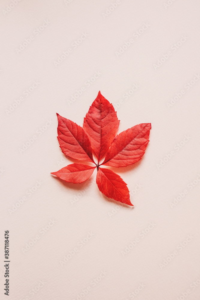 custom made wallpaper toronto digitalRed autumn leaf on a pink background