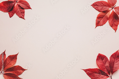 Autumn leaves on a pink background