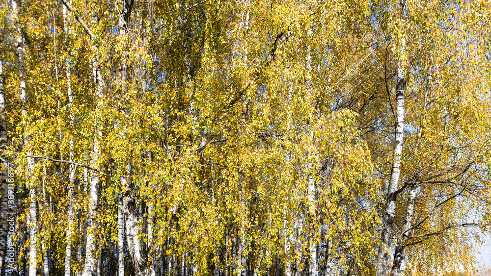 Obraz premium yellow foliage of birch grove in city park on sunny autumn day