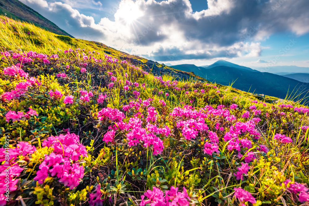 Blooming pink rhododendron flowers on Chornogora range. Colorful summer view of Carpathian mountains with highest peak Hoverla on background, Ukraine. Beauty of nature concept background.