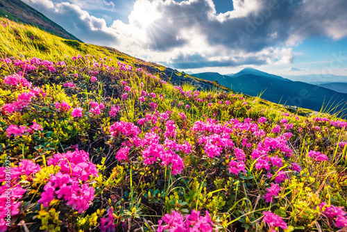 Blooming pink rhododendron flowers on Chornogora range. Colorful summer view of Carpathian mountains with highest peak Hoverla on background  Ukraine. Beauty of nature concept background.