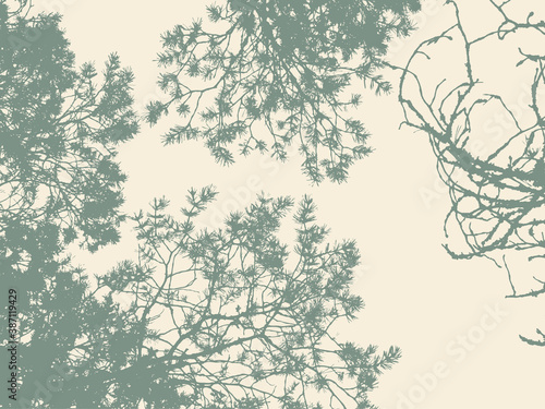 Pine tree and branches silhouette. detailed vector illustration