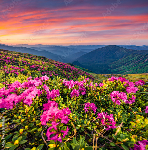 Blooming pink rhododendron flowers on the Carpathians hills. Splendid summer sunset on Carpathian mountains with Homula mount on background, Ukraine, Europe. Beauty of nature concept background..