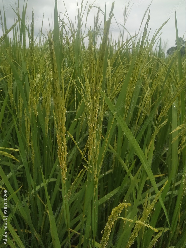 Fototapeta premium green paddy field in winter natural beautiful