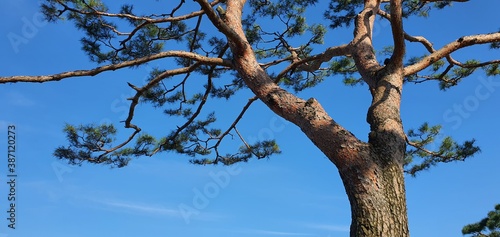 tree in the sky