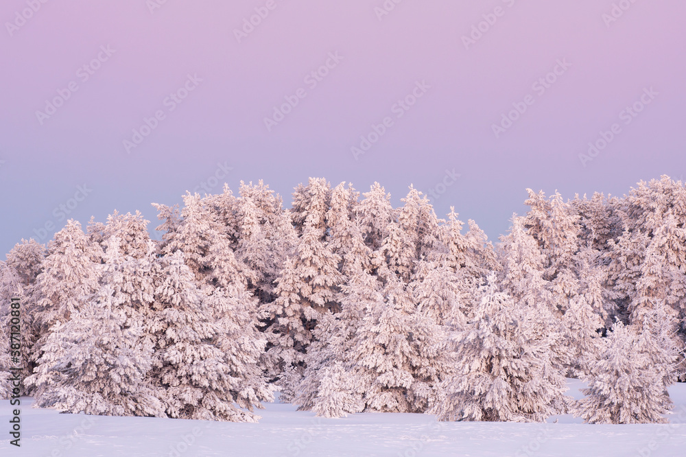 Snow covered spruce forest in Estonian nature after wintry sunset in the evening Snow covered spruce forest in Estonian nature after wintry sunset in the evening