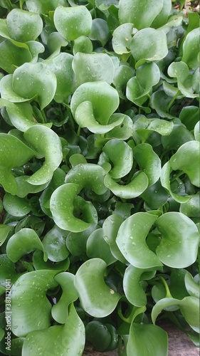 close up of green beans