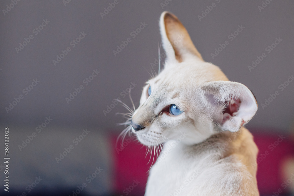 white persian oriental cat