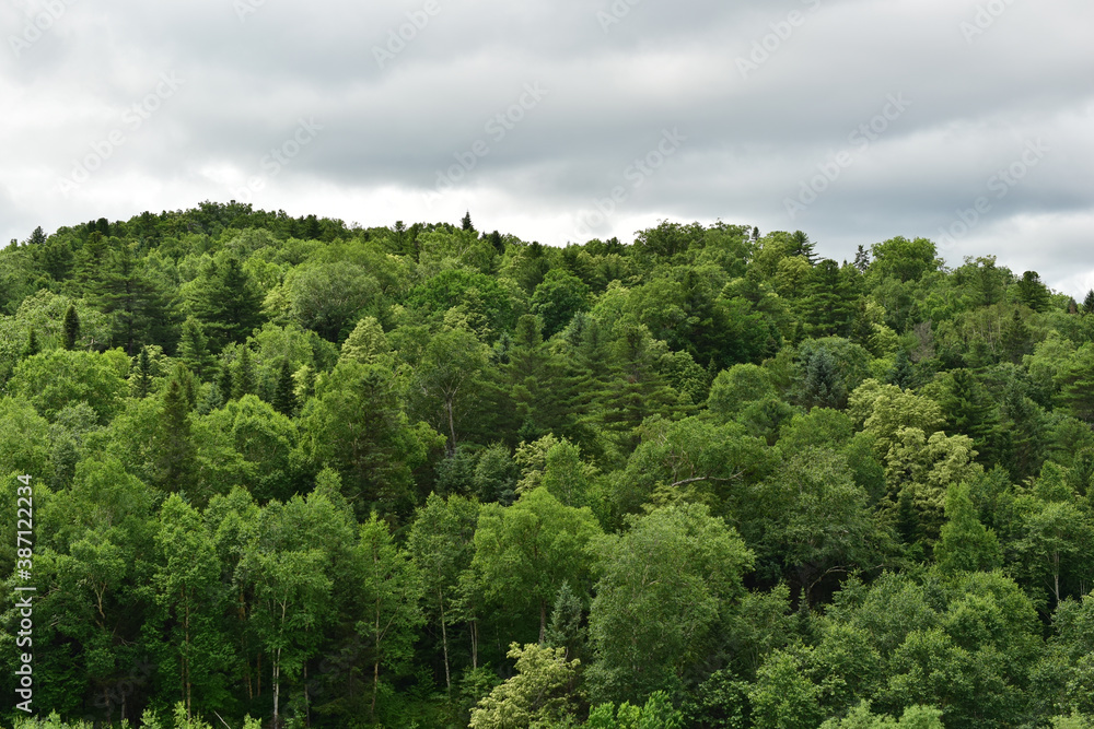 Mixed forest of coniferous and deciduous trees. Cloudy weather.