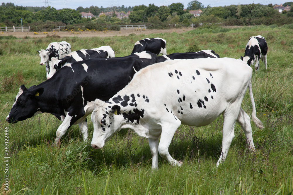 A herd of cows walking across a field in Wareham, Dorset in the United Kingdom