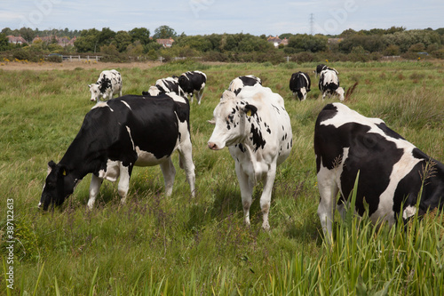 A herd of black and white cows grazing in a field in Wareham, Dorset in the United Kingdom