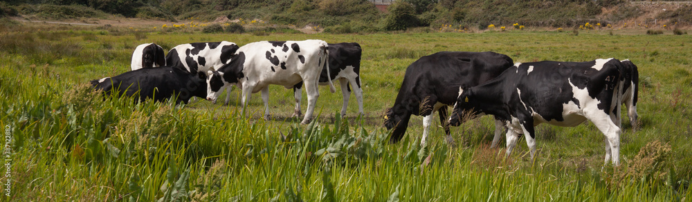Cattle grazing in a field in Wareham, Dorset in the United Kingdom Cattle grazing in a field in Wareham, Dorset in the United Kingdom
