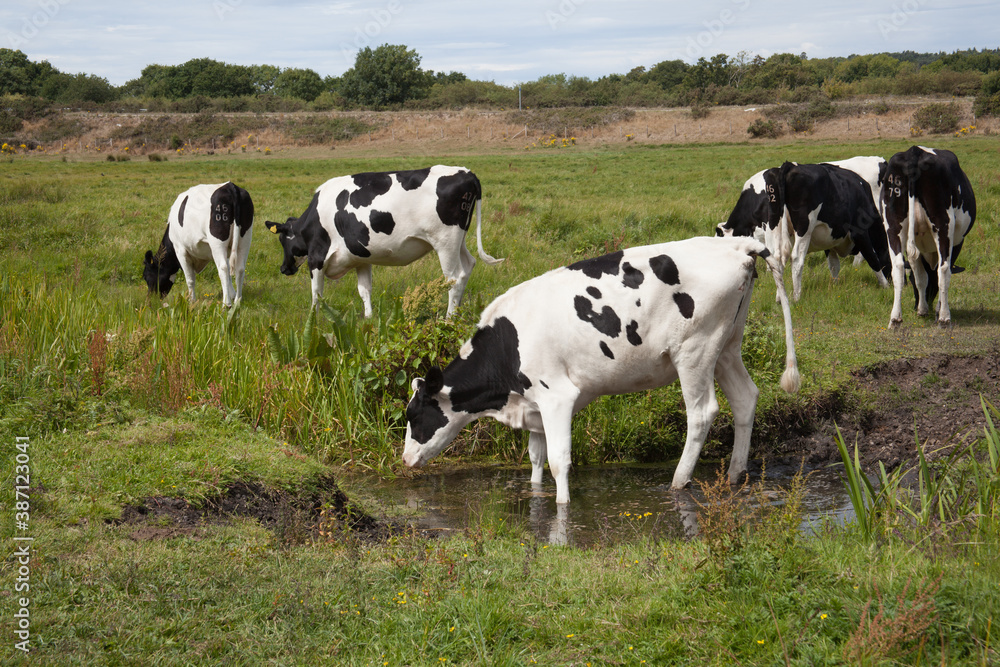 A cow drinking from a stream in Wareham, Dorset in the United Kingdom