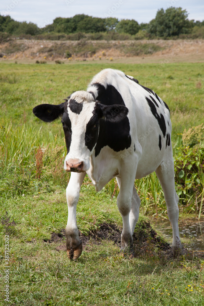 A black and white cow in a field in Wareham, Dorset in the United Kingdom