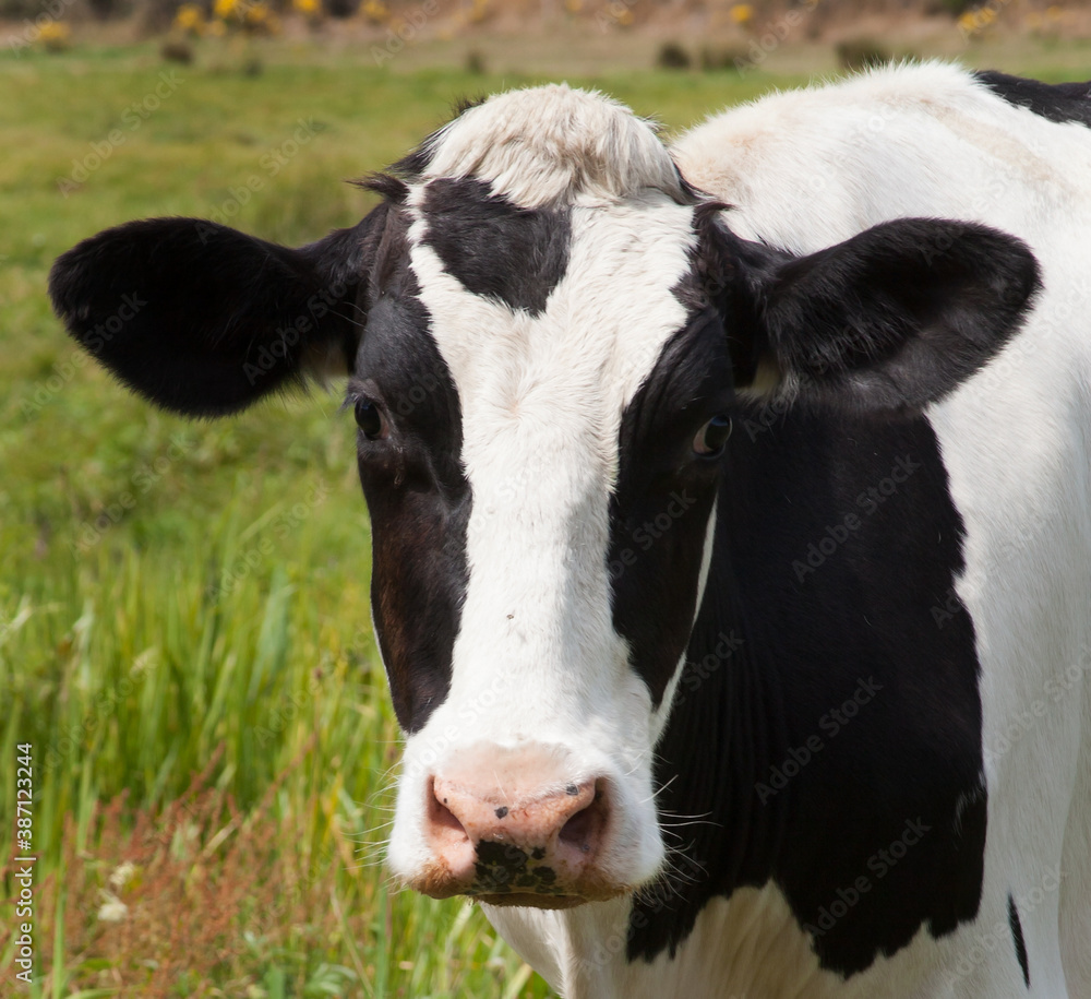 A close up of a black and white cow in Wareham, Dorset in the United Kingdom