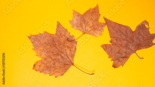green leaves on yellow background isolated